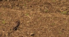 Merlin (Falco columbarius)