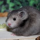 Merlin - Goldhamster longhair in Silvergrey Umbrous