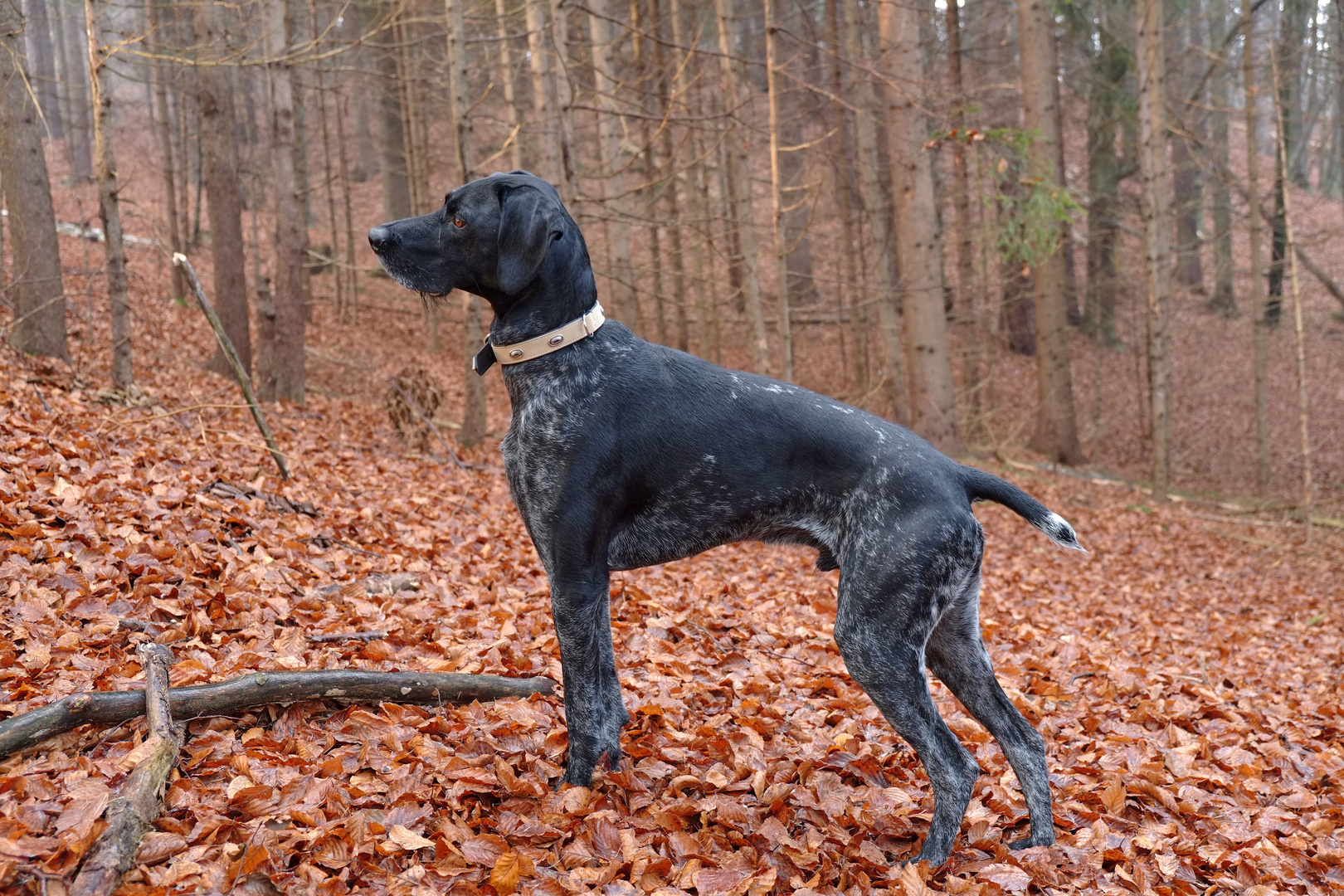 Merlin im 5.Feld