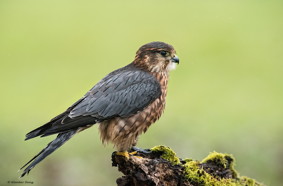 Merlin im Regen