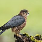 Merlin im Regen