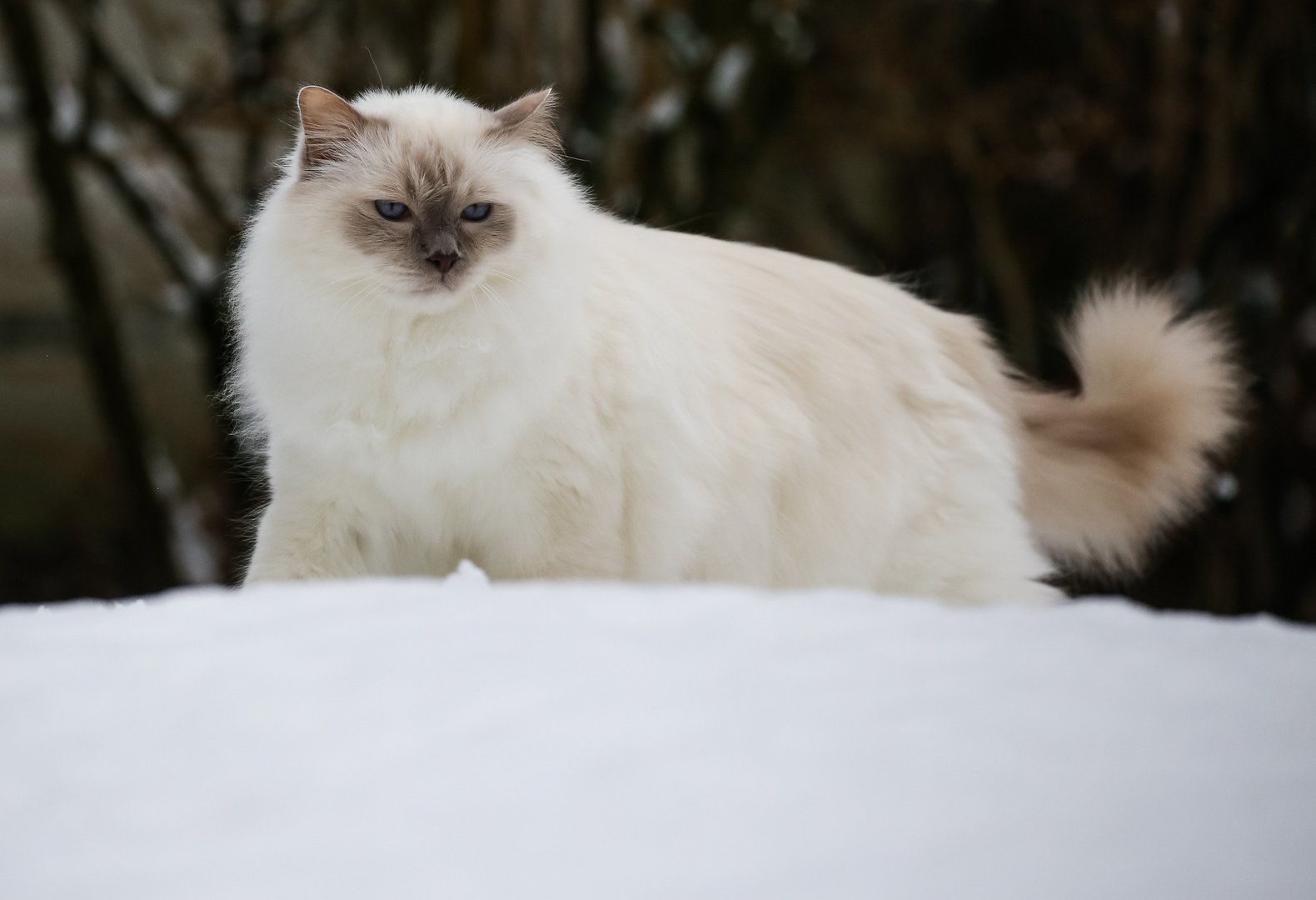 Merlin im Schnee