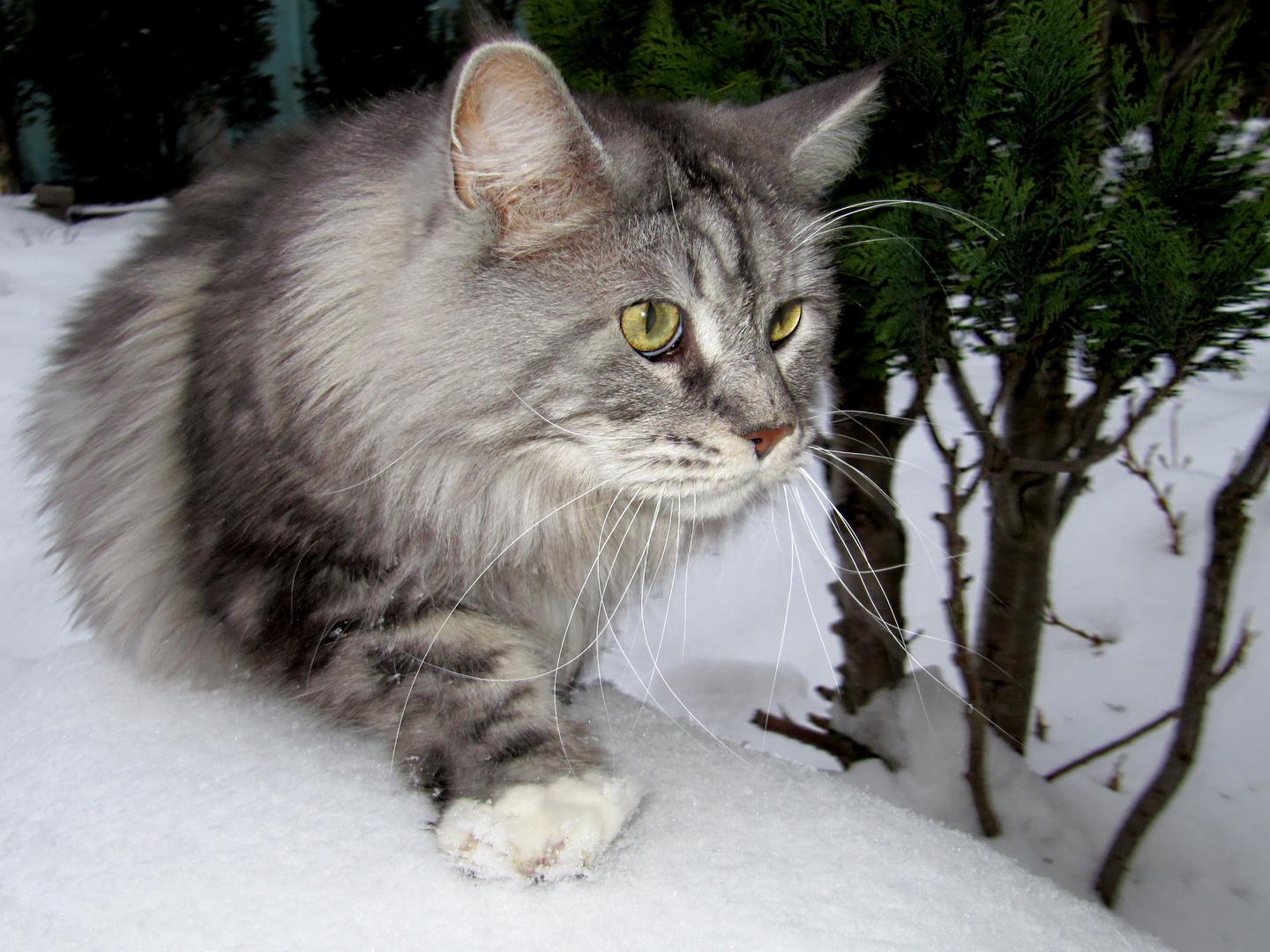 Merlin im Schnee