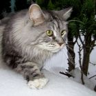 Merlin im Schnee