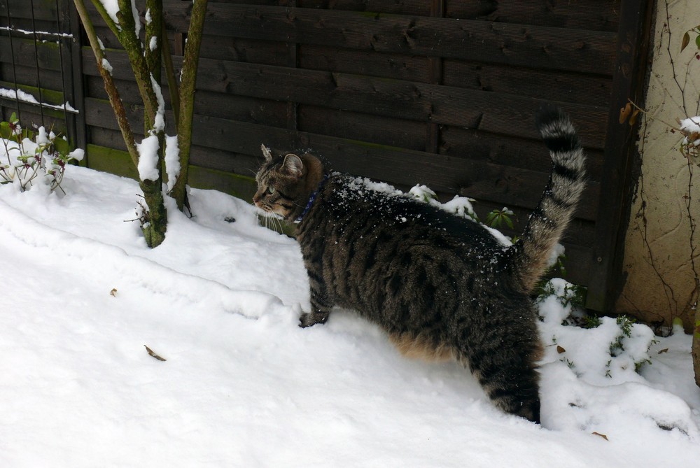 Merlin im Schnee...
