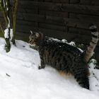 Merlin im Schnee...