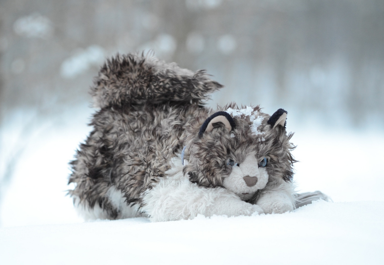 Merlin im Schnee...