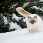 Merlin im Schnee