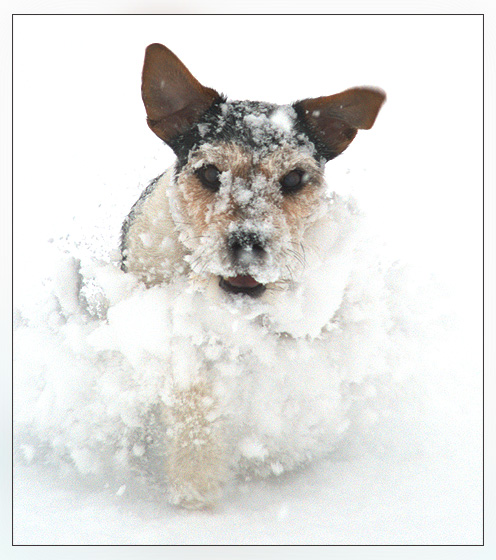 Merlin im Schnee