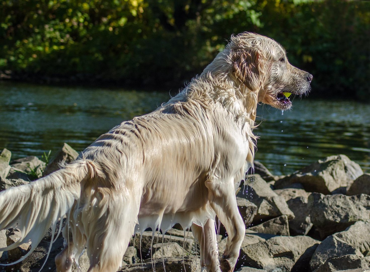 Merlin  im Wasser