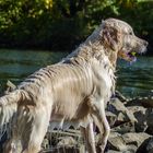 Merlin  im Wasser