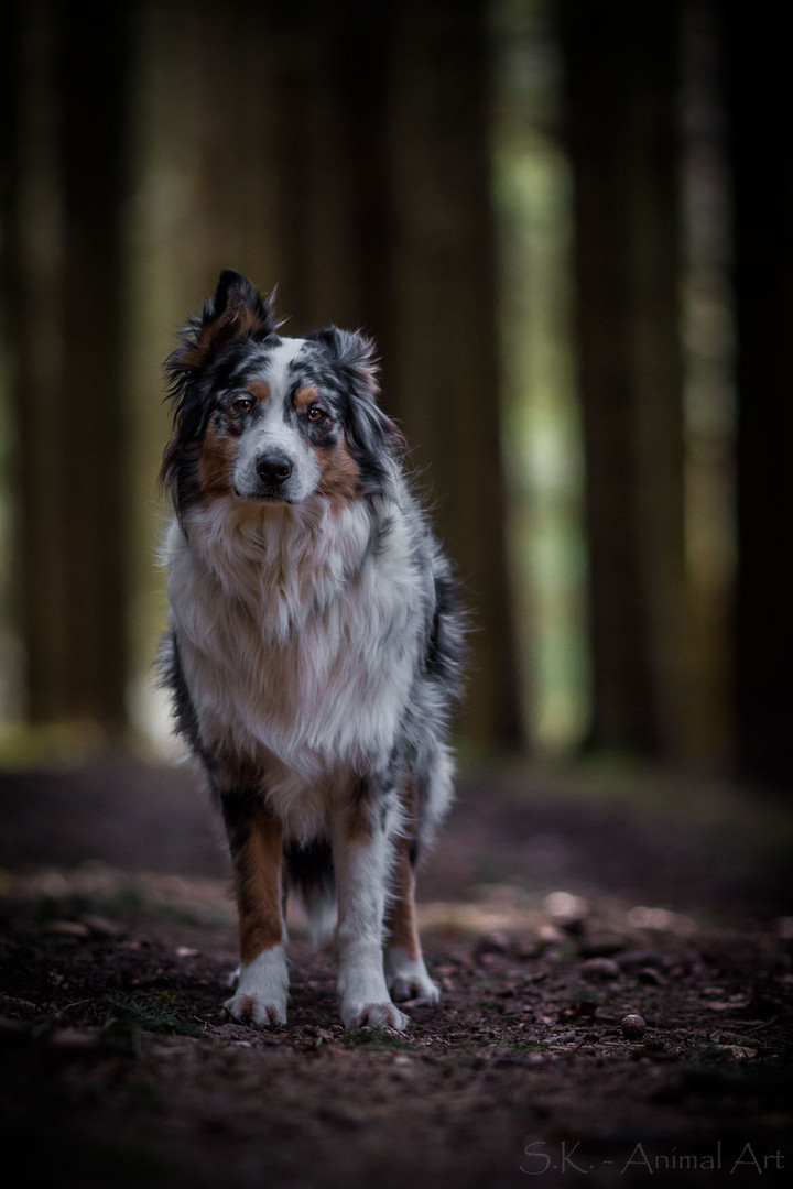 Merlin im Zauberwald (: