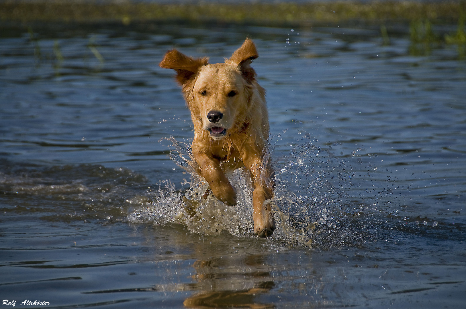 Merlin in Action