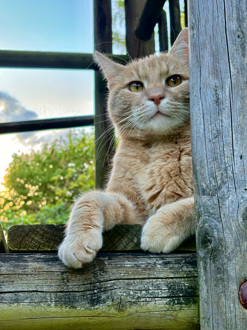 Merlin in der Abendsonne 