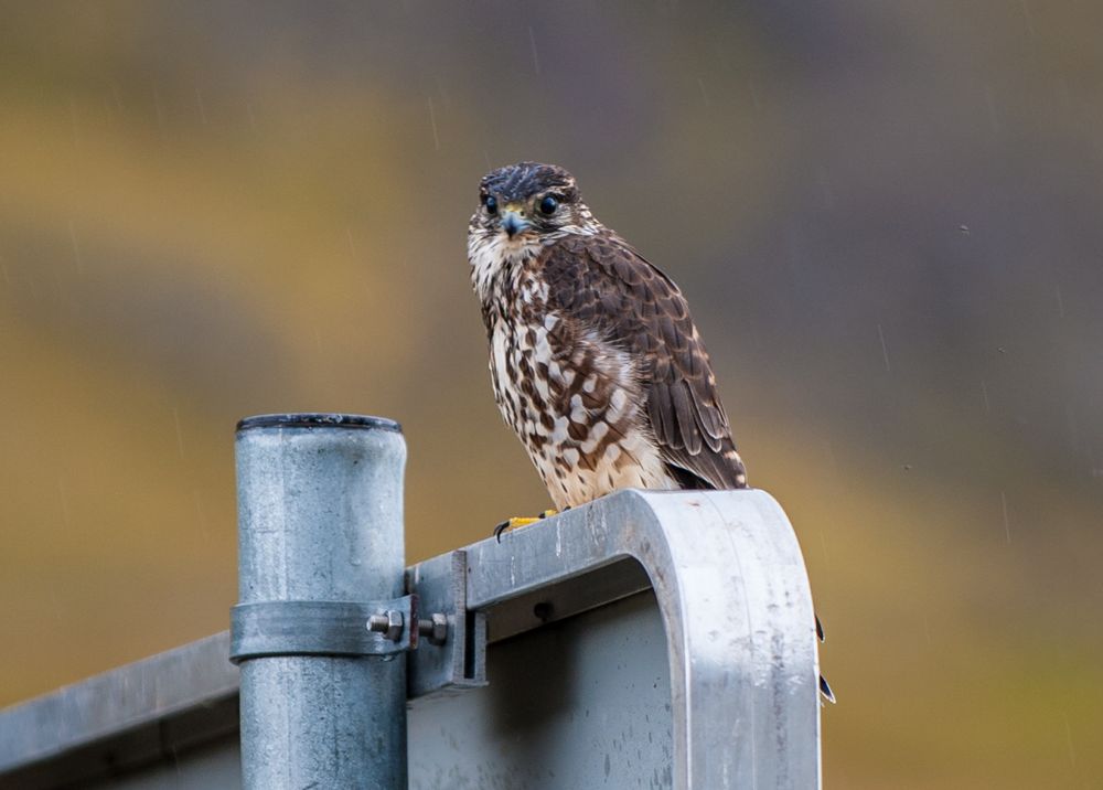 Merlin , Island