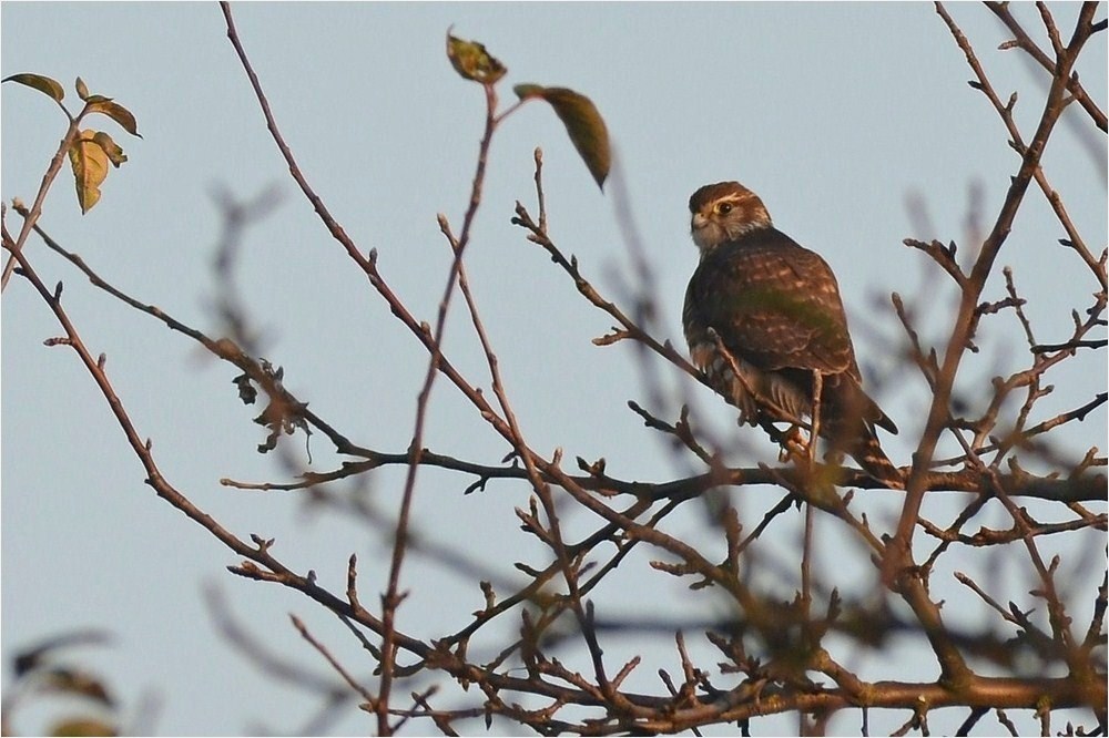 Merlin (nur Doku)