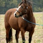 Merlin - Oktober 2010