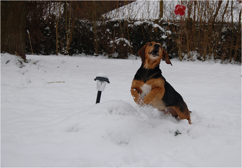 Merlin on Ice