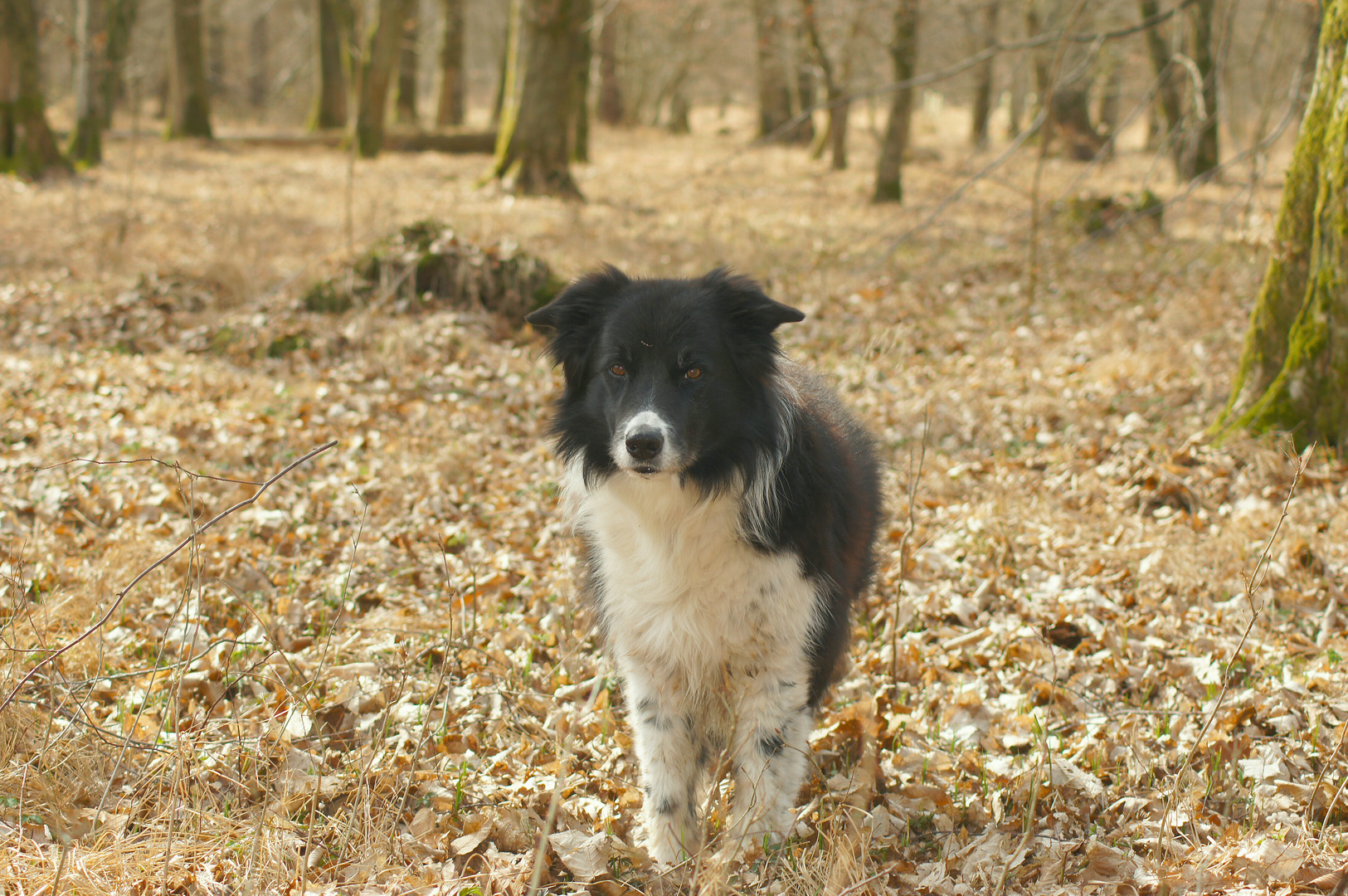 Merlin passt im Wald immer auf mich auf