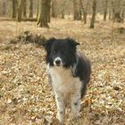 Merlin passt im Wald immer auf mich auf