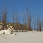 Merlin sonnt sich am Strand