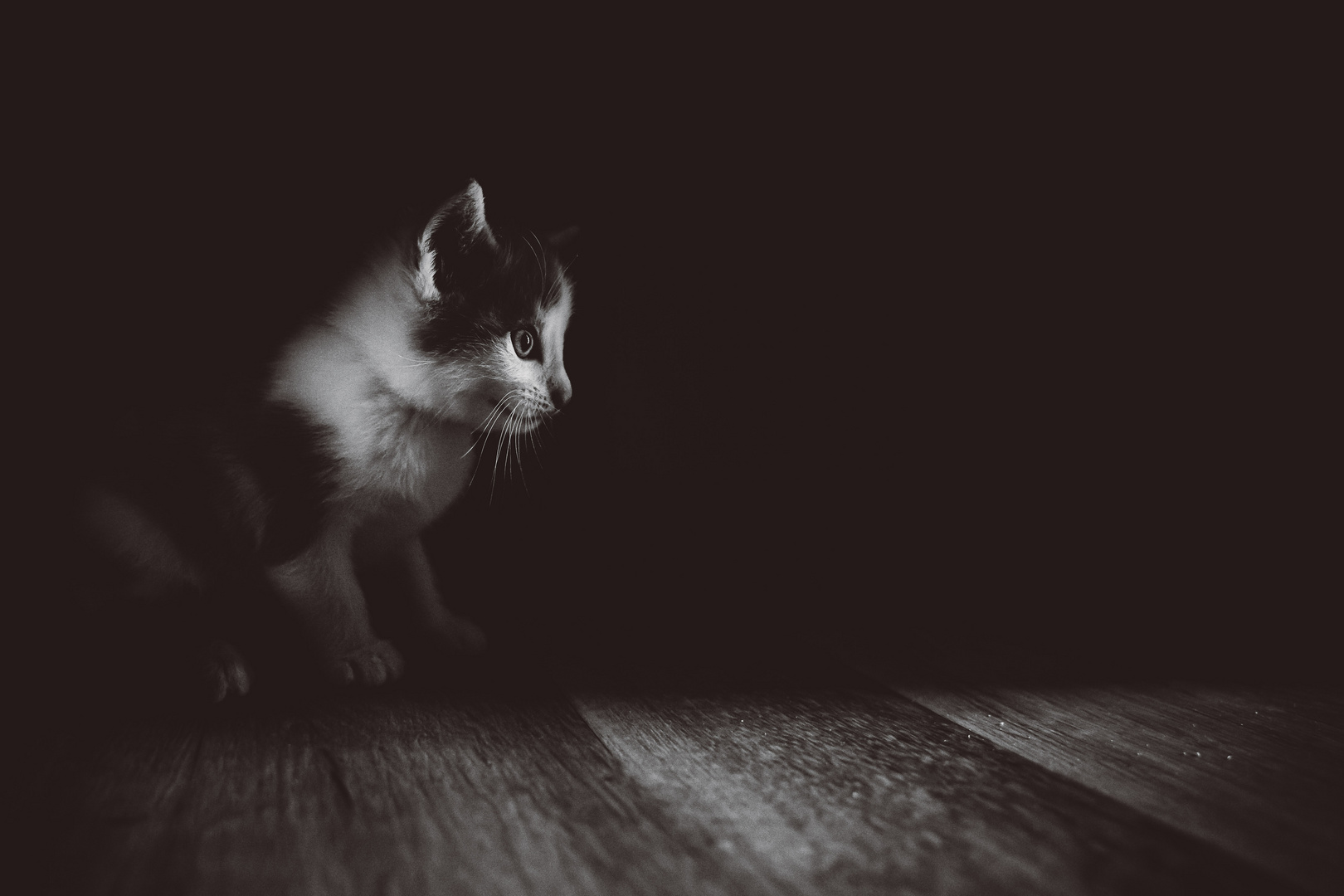 Merlin the Cat, detecting a track