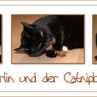 Merlin und der Catnipbär