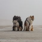 Merlin und Kamron im Nebel