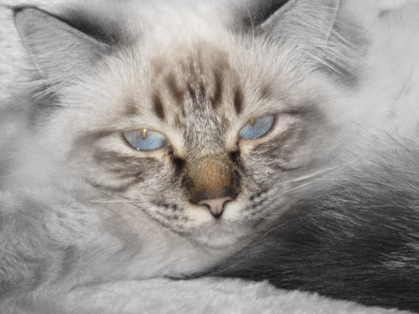 Merlin und seine blauen Augen