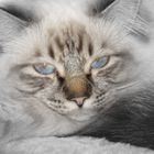 Merlin und seine blauen Augen