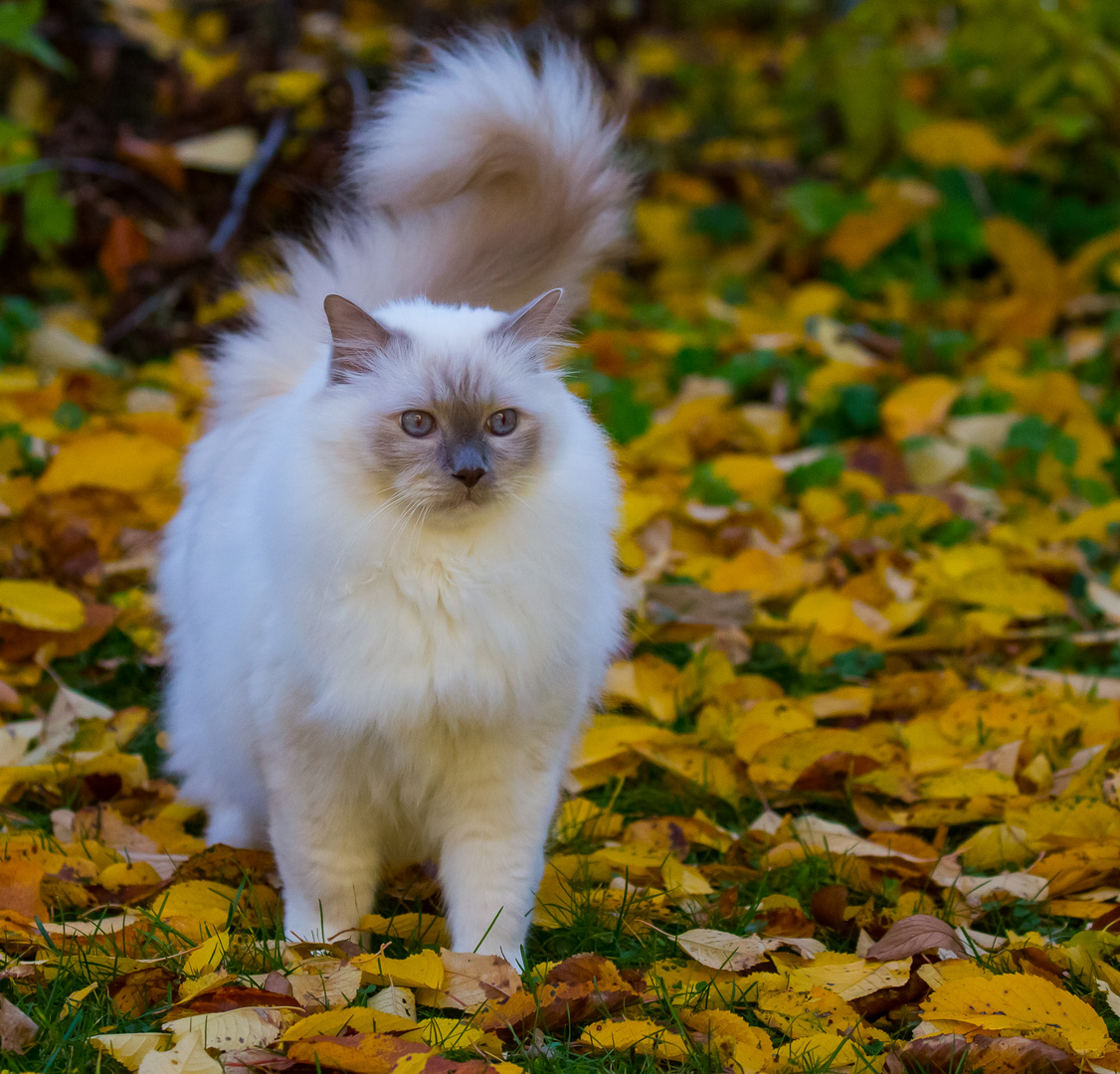 Merlin unser Schmusebär!