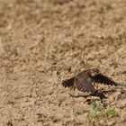 Merlinfalke beim Start