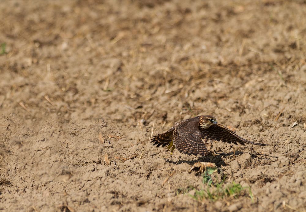 Merlinfalke beim Start