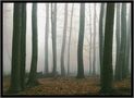 ...Merlins Hain... von Th. G.