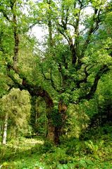 Merlins Zauberbaum steht neben dem Schwert von König Arthur