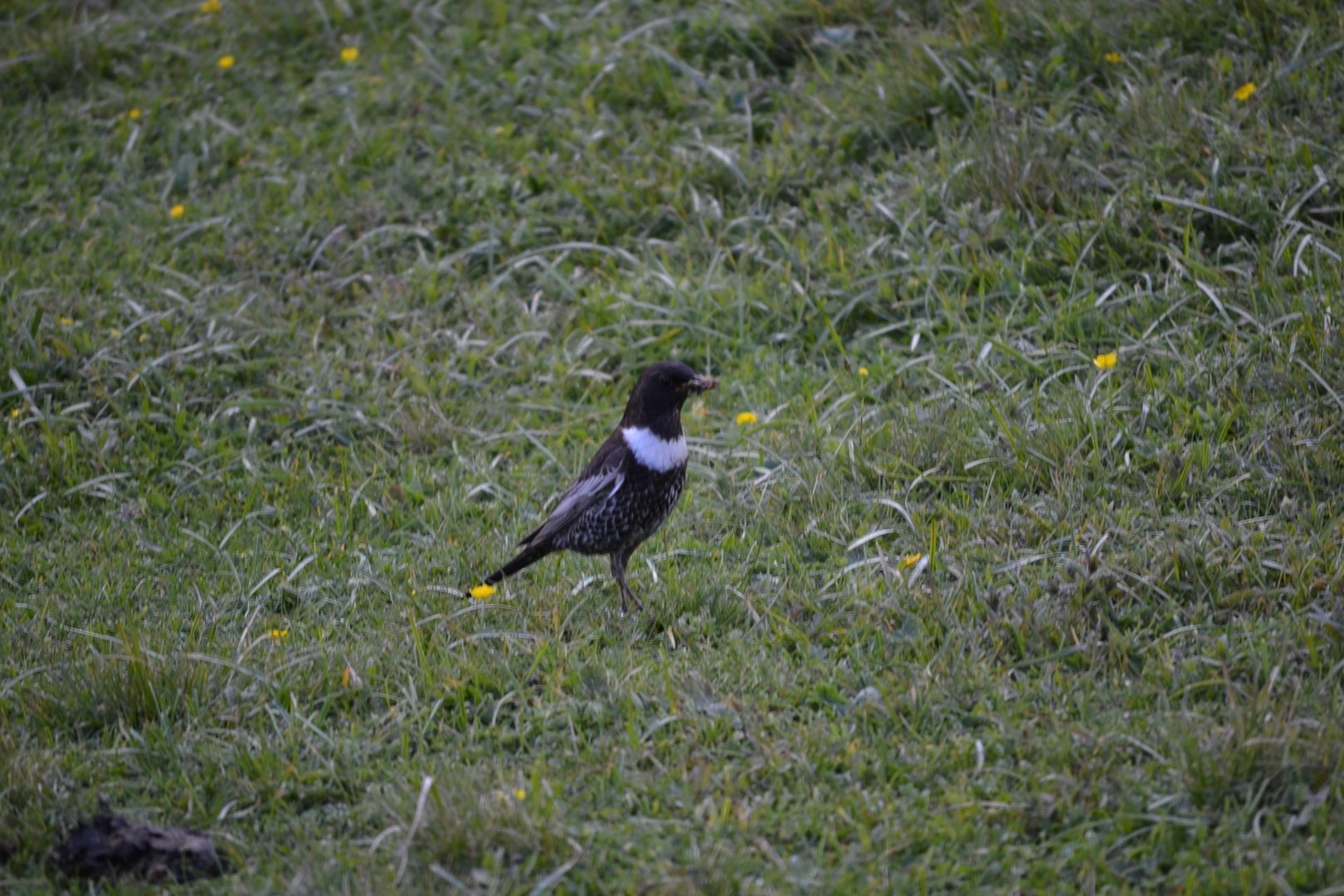 Merlo dal collare,Turdus torquatus