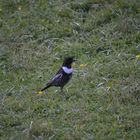 Merlo dal collare,Turdus torquatus