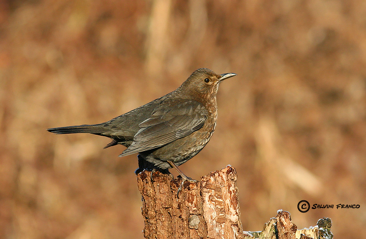 Merlo femmina ( Turdus merula)