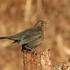 Merlo femmina ( Turdus merula)