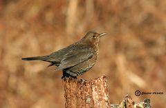 Merlo femmina ( Turdus merula)