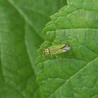 Mermitelocerus schmidtii - auf grünen Blättern kaum zu sehen