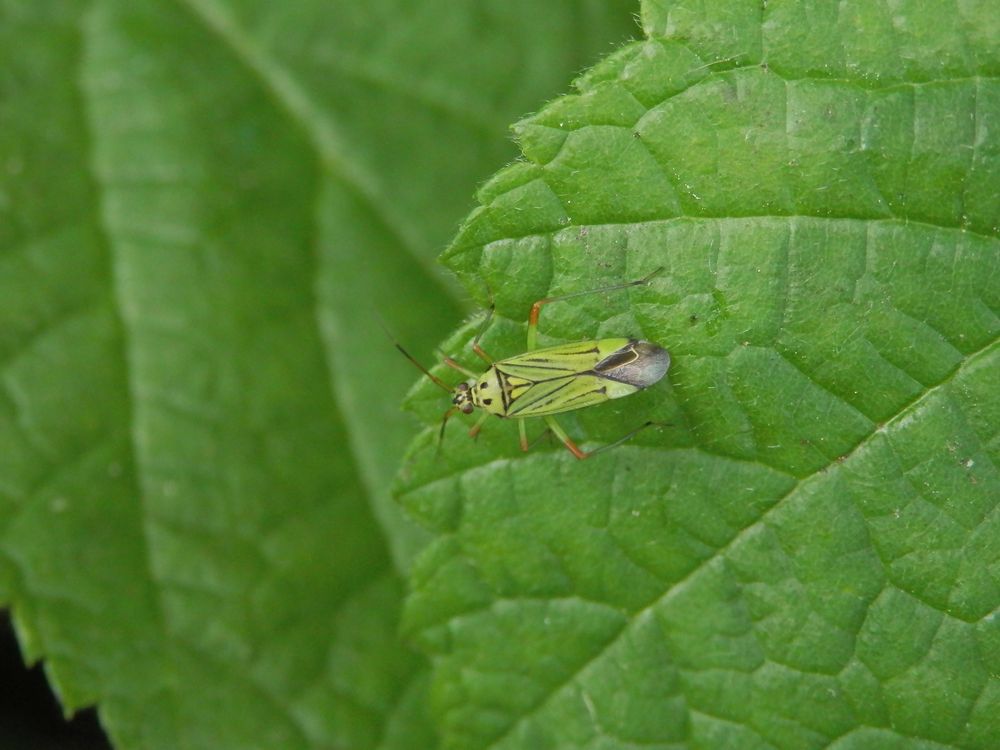 Mermitelocerus schmidtii - auf grünen Blättern kaum zu sehen