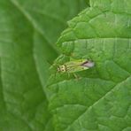 Mermitelocerus schmidtii - auf grünen Blättern kaum zu sehen