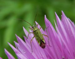 Mermitelocerus schmidtii