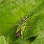 Mermitelocerus schmidtii - Grün in Grün