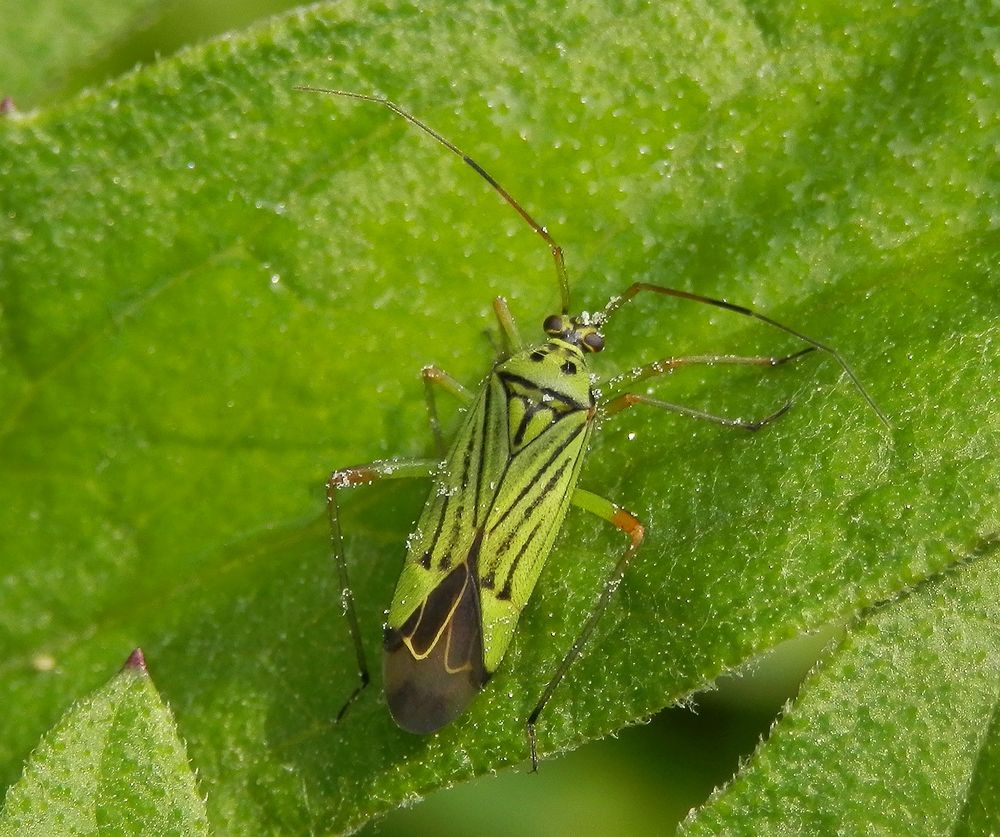 Mermitelocerus schmidtii - Grün in Grün