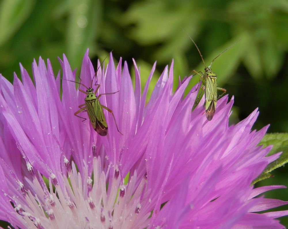 Mermitelocerus schmidtii im Doppelpack