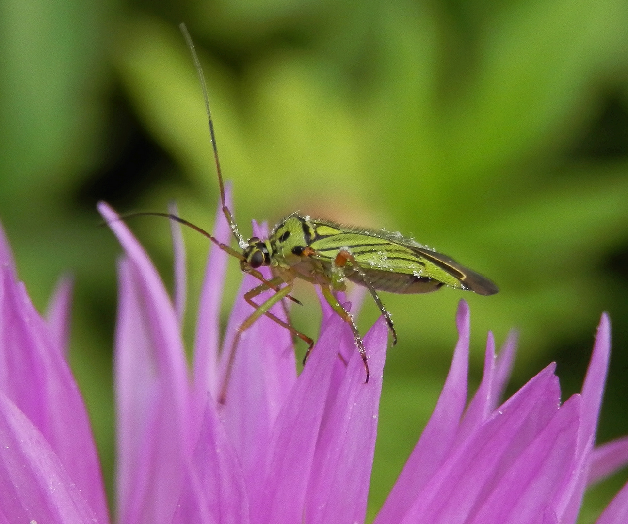 Mermitelocerus schmidtii in Seitenansicht