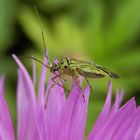 Mermitelocerus schmidtii in Seitenansicht