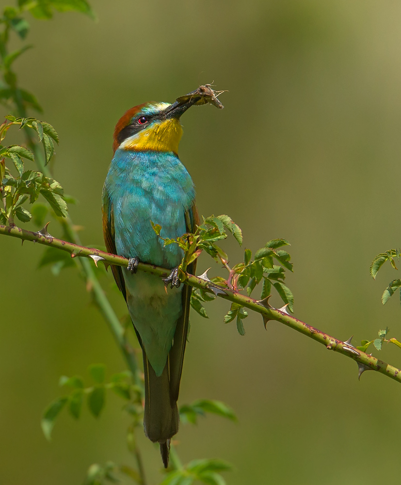 Meropos apiaster